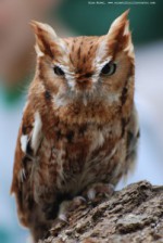 rigolisos-noctuae.jpg